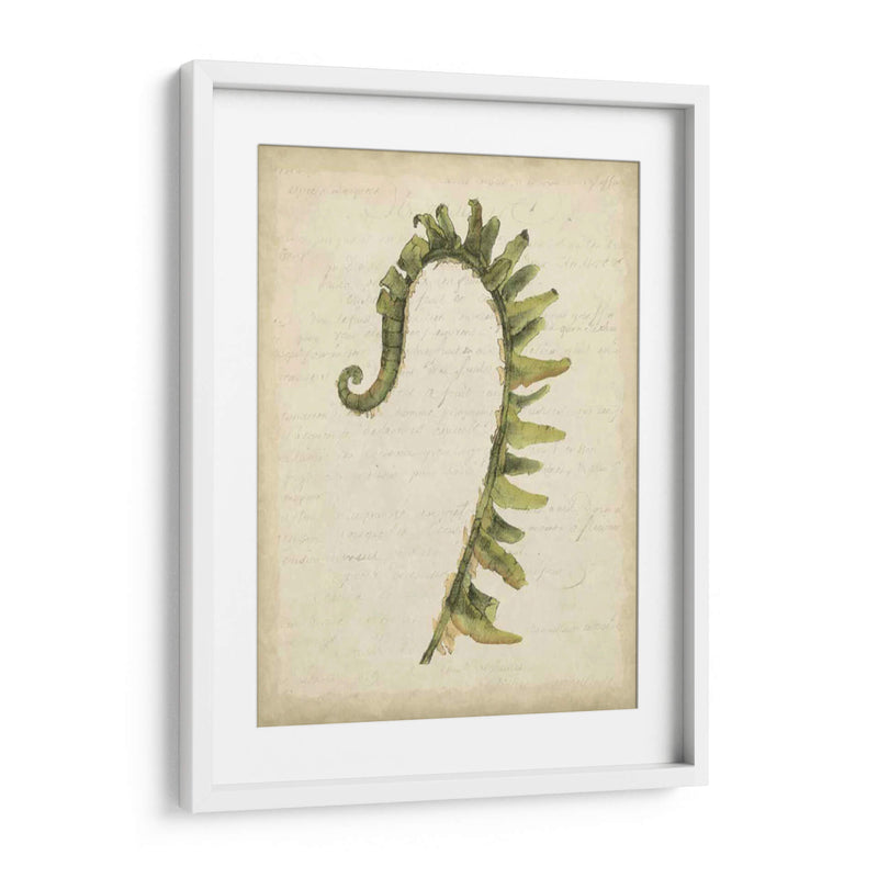 Pequeño Fiddlehead Ferns Iv - Jennifer Goldberger | Cuadro decorativo de Canvas Lab