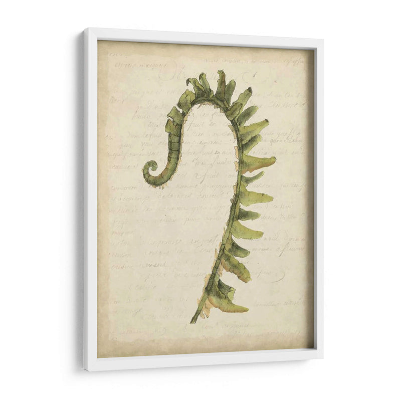 Pequeño Fiddlehead Ferns Iv - Jennifer Goldberger | Cuadro decorativo de Canvas Lab