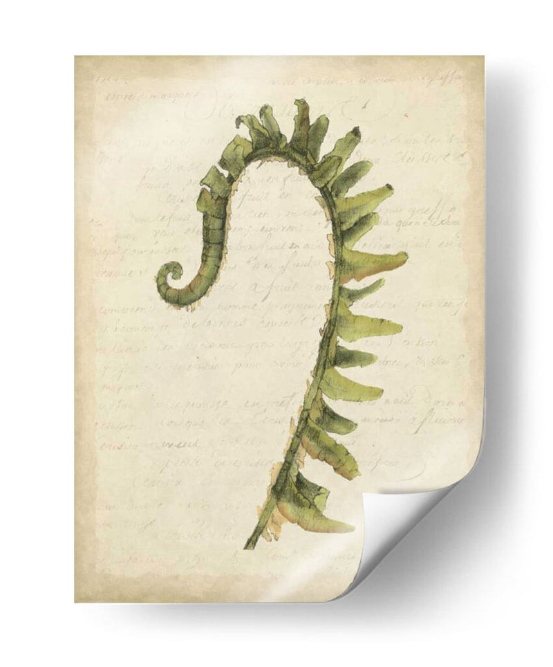 Pequeño Fiddlehead Ferns Iv - Jennifer Goldberger | Cuadro decorativo de Canvas Lab