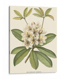 Rododendro - John Silva | Cuadro decorativo de Canvas Lab