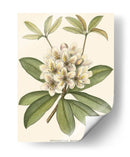 Rododendro - John Silva | Cuadro decorativo de Canvas Lab