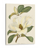 Magnolia - John Silva | Cuadro decorativo de Canvas Lab