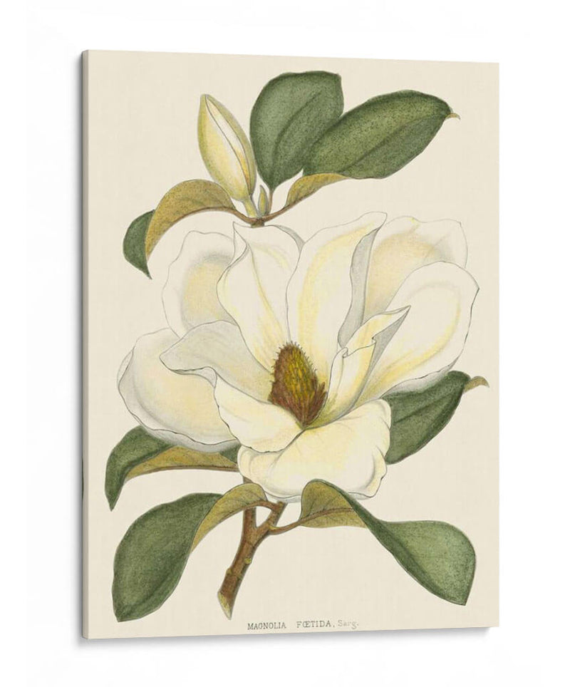 Magnolia - John Silva | Cuadro decorativo de Canvas Lab