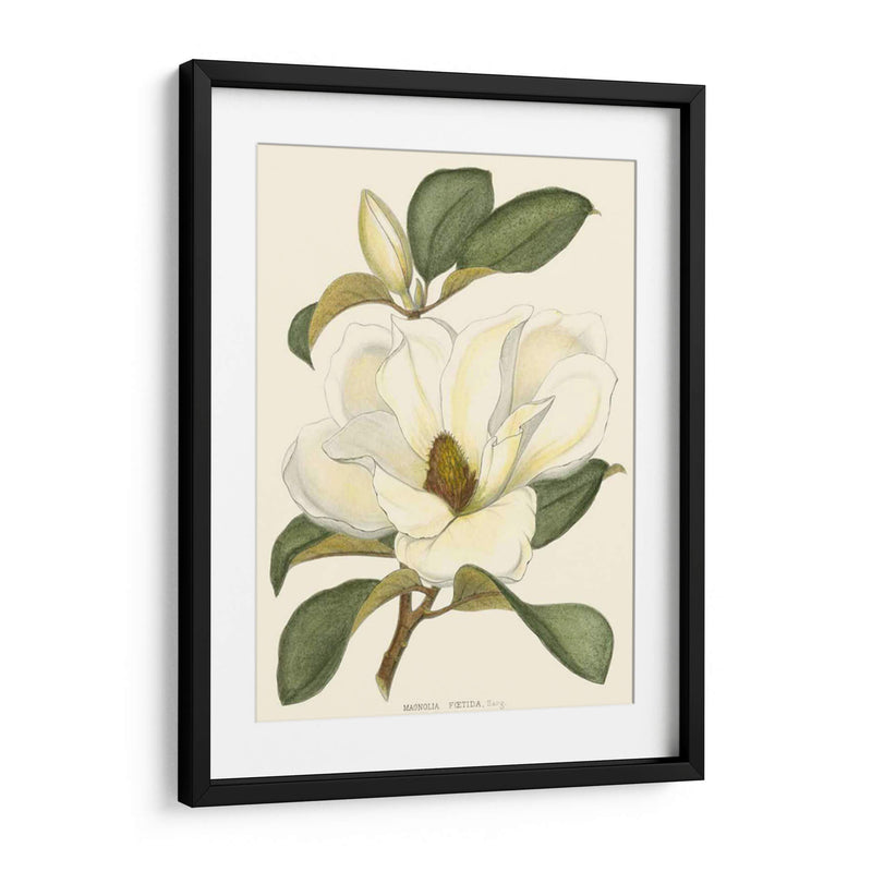 Magnolia - John Silva | Cuadro decorativo de Canvas Lab