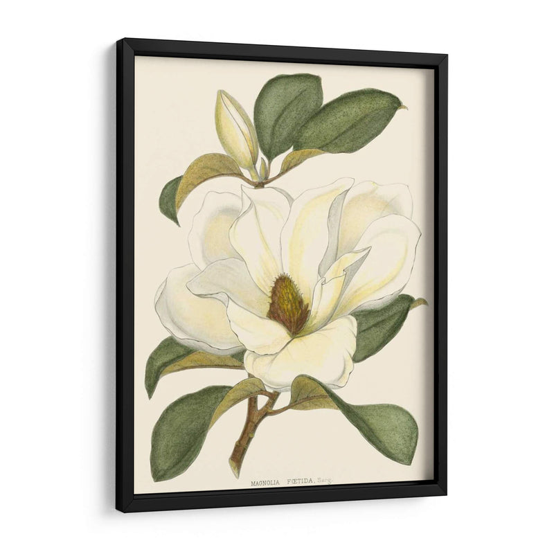 Magnolia - John Silva | Cuadro decorativo de Canvas Lab