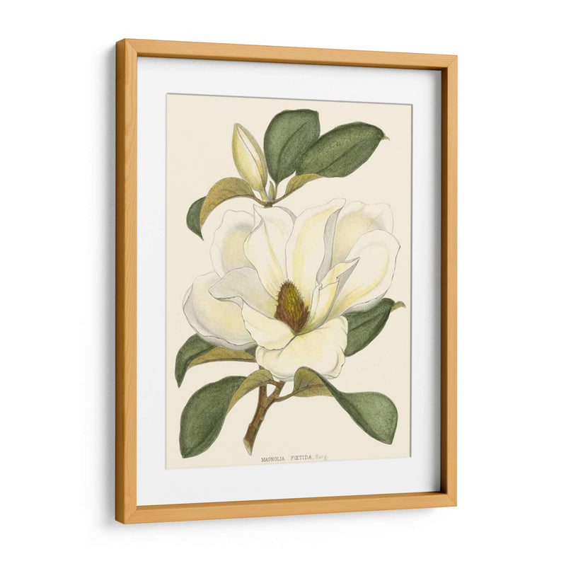 Magnolia - John Silva | Cuadro decorativo de Canvas Lab