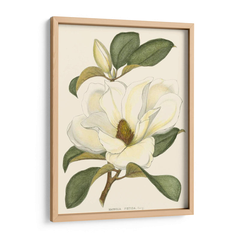 Magnolia - John Silva | Cuadro decorativo de Canvas Lab