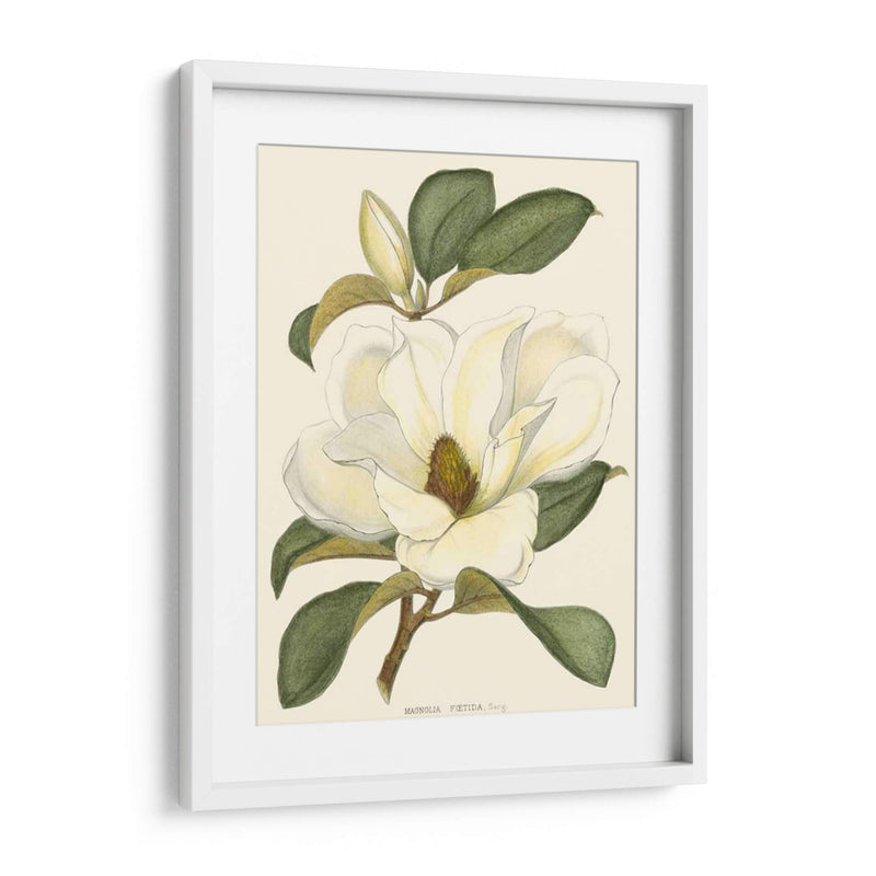 Magnolia - John Silva | Cuadro decorativo de Canvas Lab