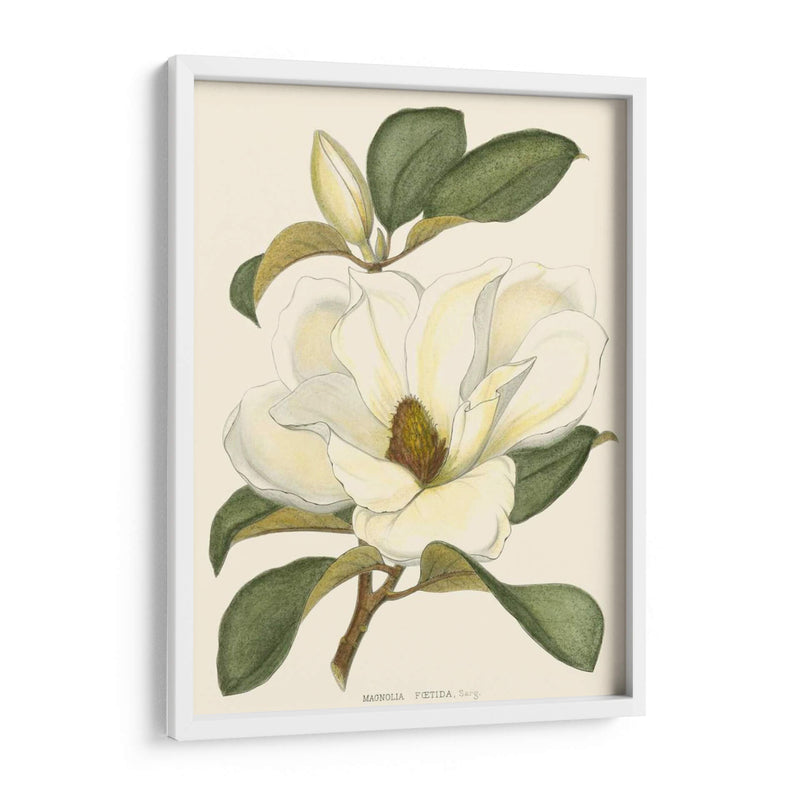 Magnolia - John Silva | Cuadro decorativo de Canvas Lab