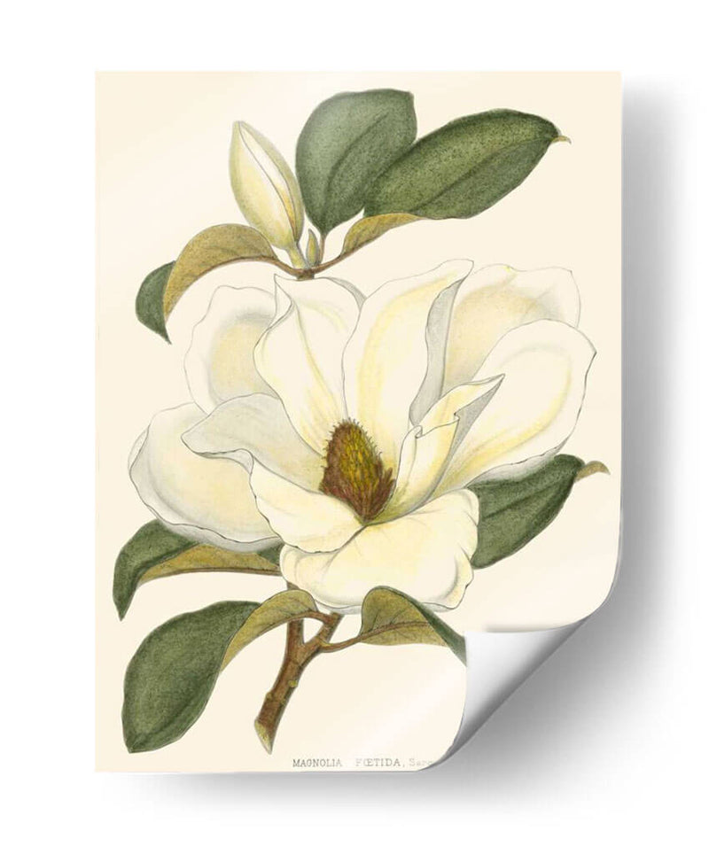 Magnolia - John Silva | Cuadro decorativo de Canvas Lab