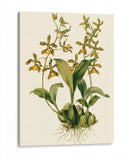 Orchid Array Ii - Drake | Cuadro decorativo de Canvas Lab