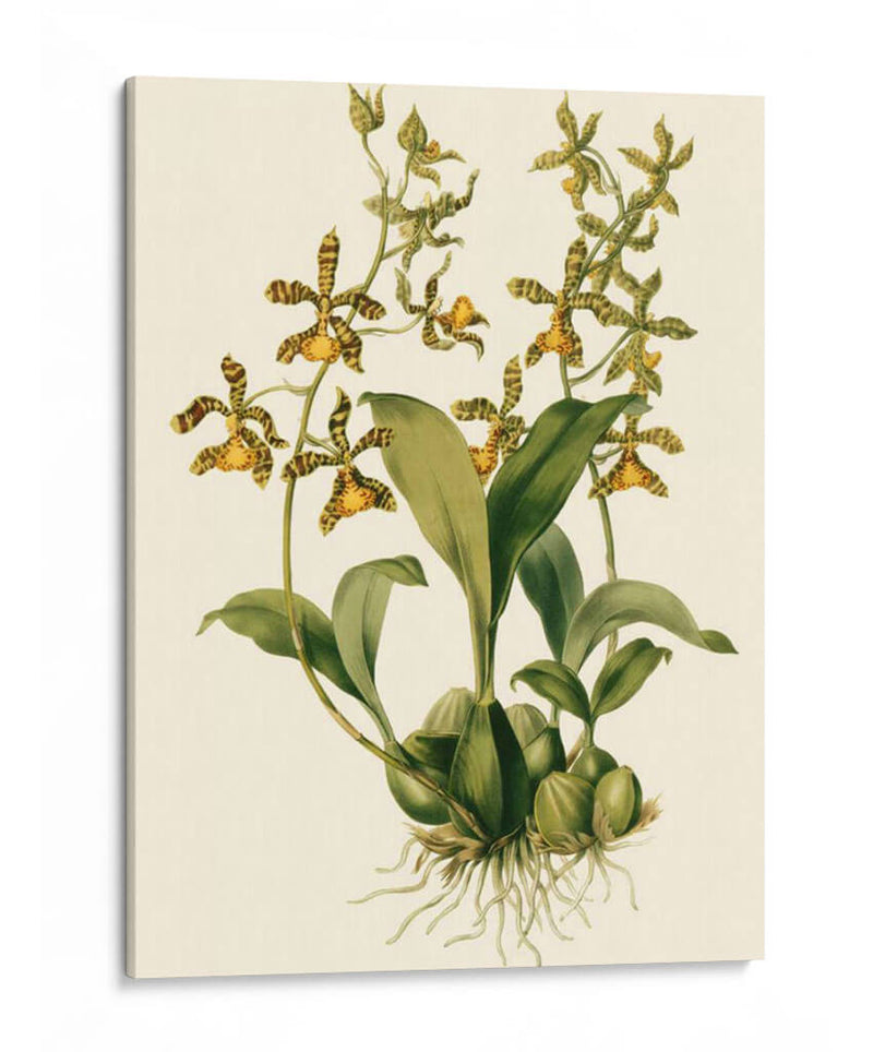 Orchid Array Ii - Drake | Cuadro decorativo de Canvas Lab