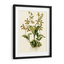 Orchid Array Ii - Drake | Cuadro decorativo de Canvas Lab