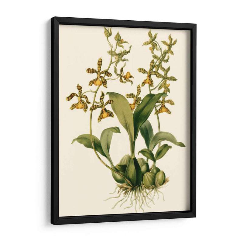 Orchid Array Ii - Drake | Cuadro decorativo de Canvas Lab