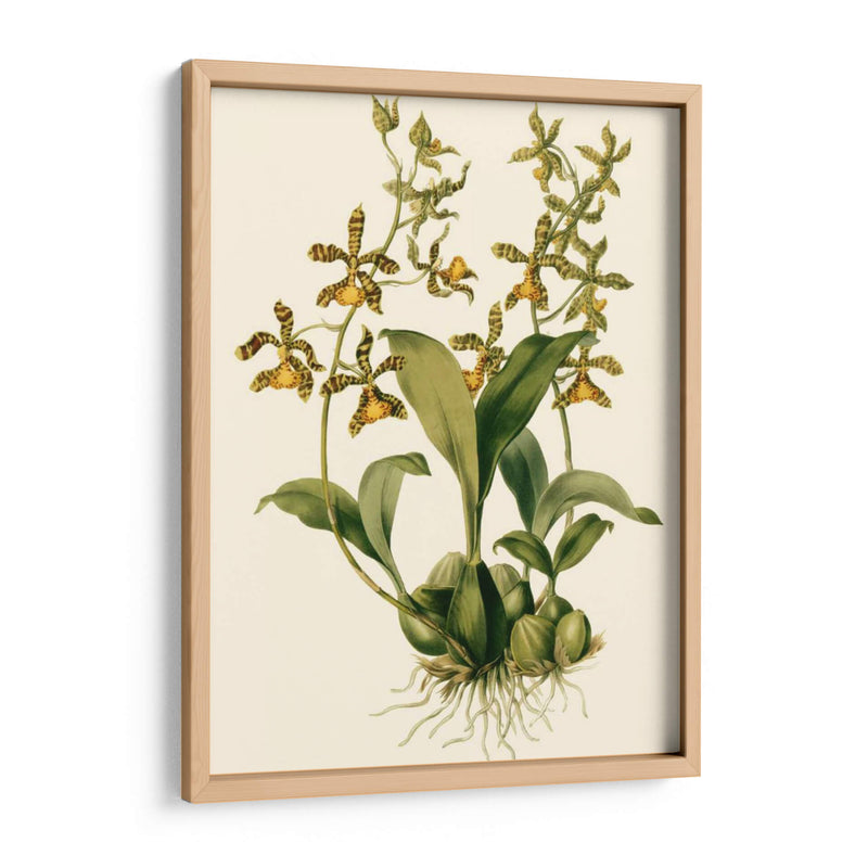 Orchid Array Ii - Drake | Cuadro decorativo de Canvas Lab