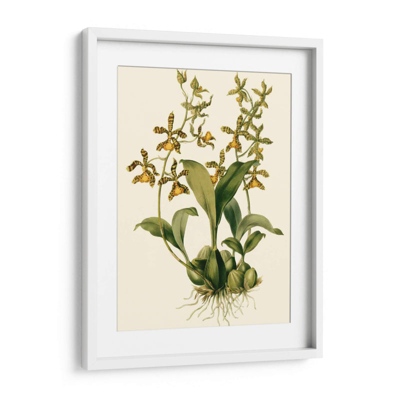 Orchid Array Ii - Drake | Cuadro decorativo de Canvas Lab