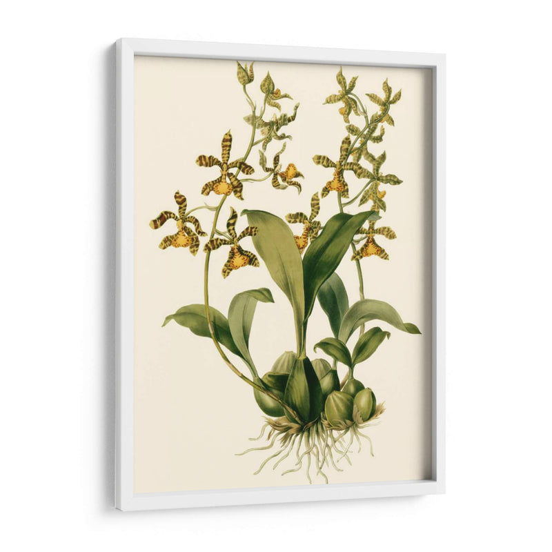 Orchid Array Ii - Drake | Cuadro decorativo de Canvas Lab