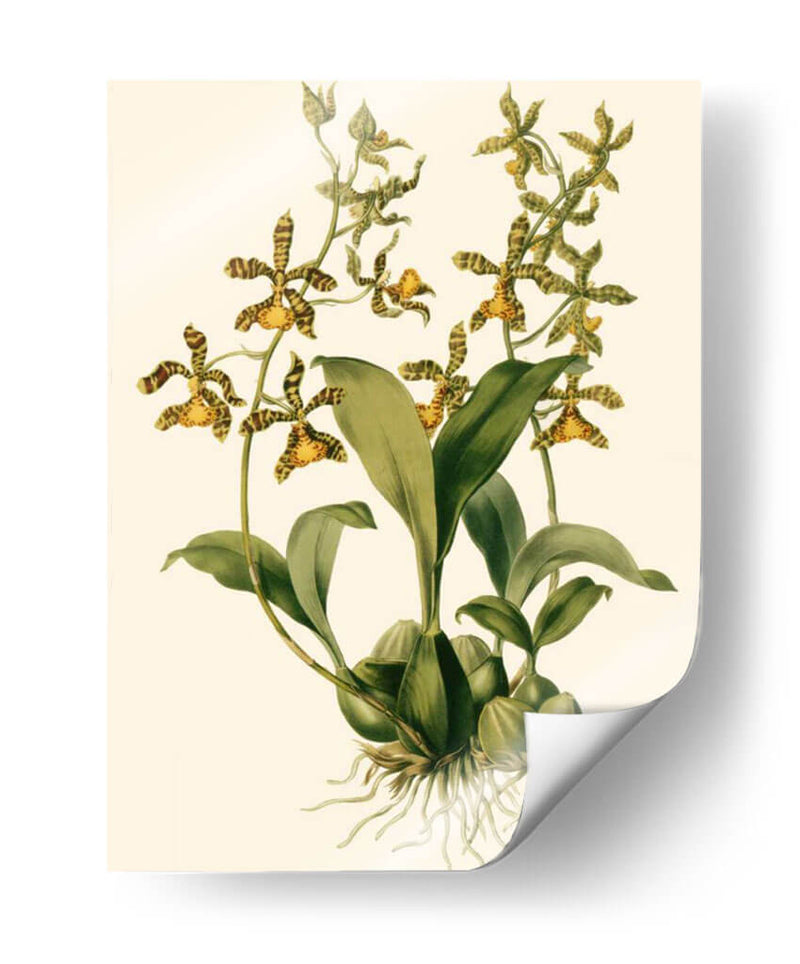 Orchid Array Ii - Drake | Cuadro decorativo de Canvas Lab