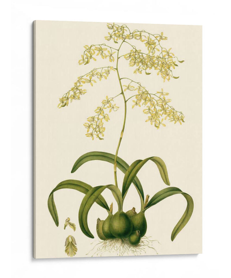 Orchid Array Iii - Drake | Cuadro decorativo de Canvas Lab