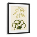 Orchid Array Iii - Drake | Cuadro decorativo de Canvas Lab