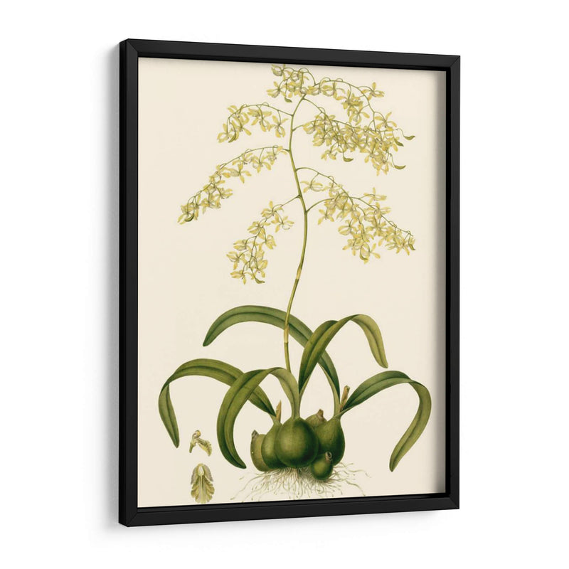 Orchid Array Iii - Drake | Cuadro decorativo de Canvas Lab