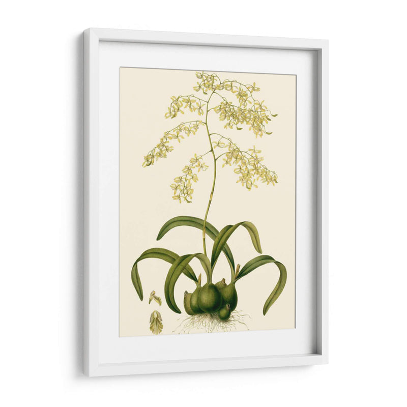 Orchid Array Iii - Drake | Cuadro decorativo de Canvas Lab