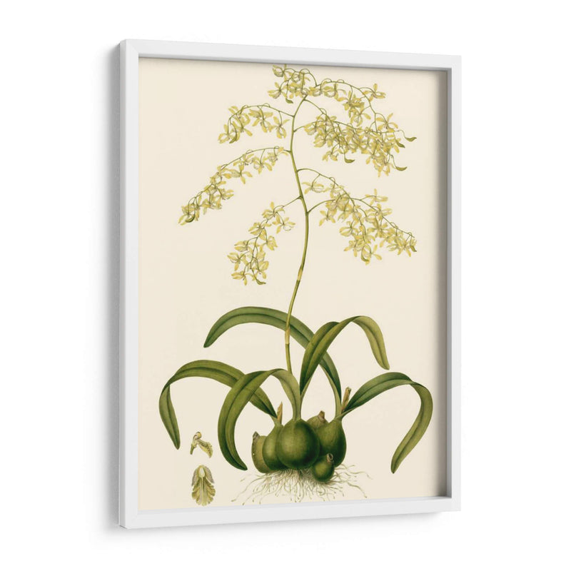 Orchid Array Iii - Drake | Cuadro decorativo de Canvas Lab