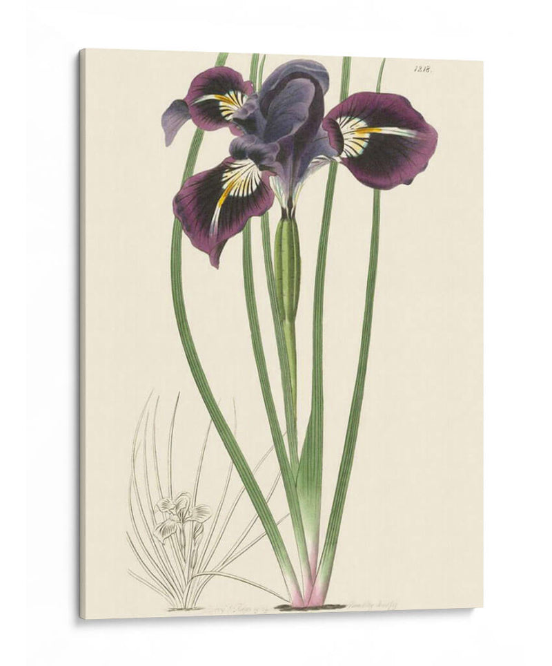 Elegante Iris Ii - Curtis | Cuadro decorativo de Canvas Lab