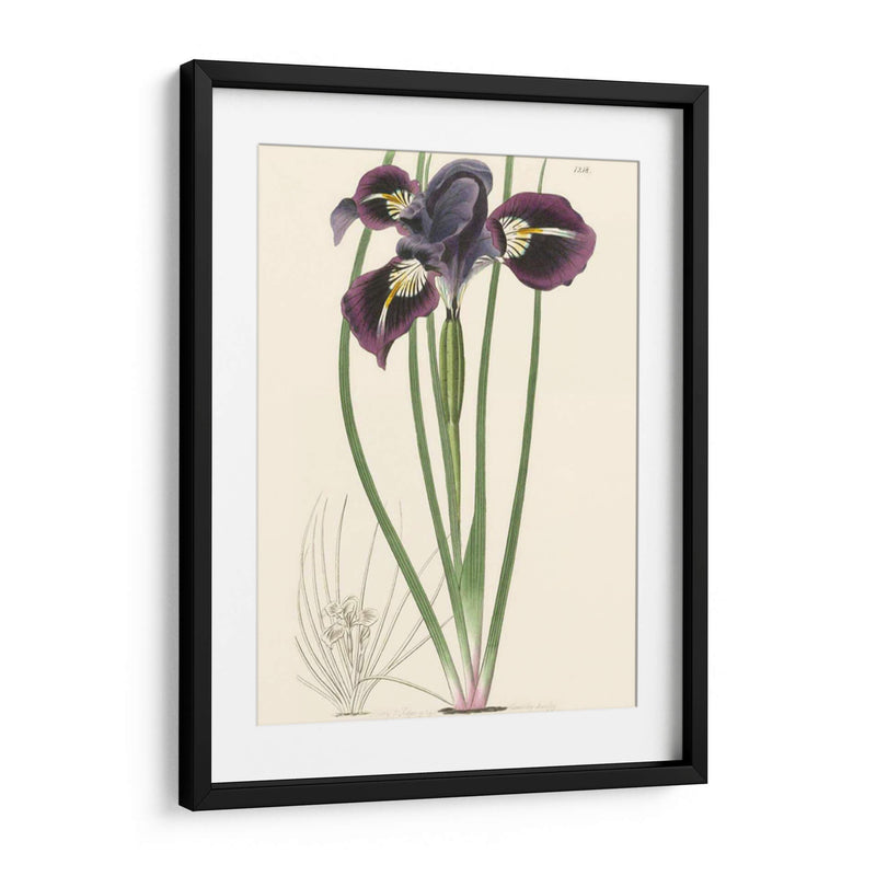 Elegante Iris Ii - Curtis | Cuadro decorativo de Canvas Lab