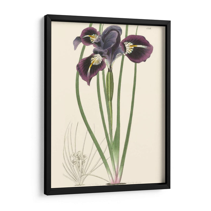 Elegante Iris Ii - Curtis | Cuadro decorativo de Canvas Lab