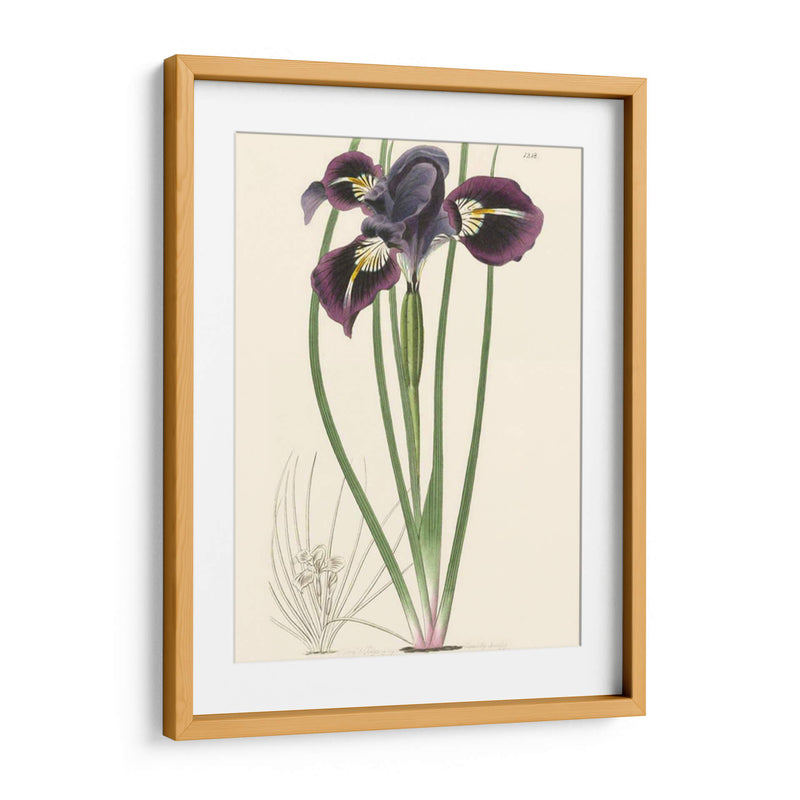 Elegante Iris Ii - Curtis | Cuadro decorativo de Canvas Lab