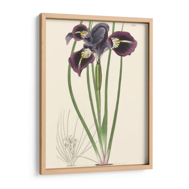 Elegante Iris Ii - Curtis | Cuadro decorativo de Canvas Lab