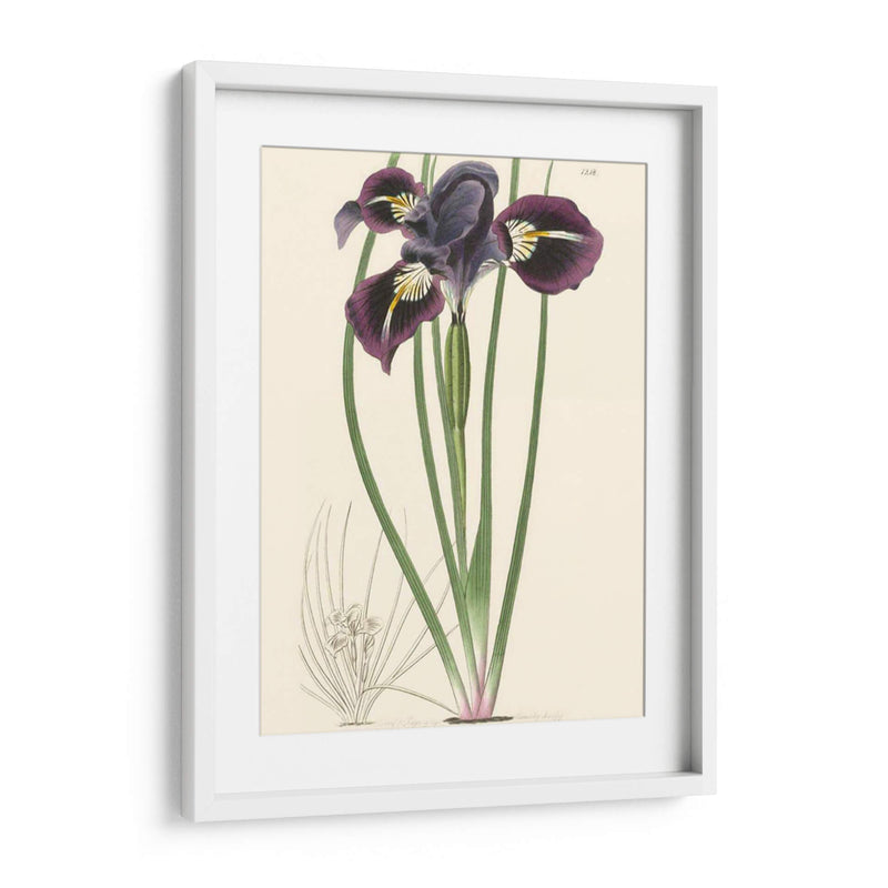 Elegante Iris Ii - Curtis | Cuadro decorativo de Canvas Lab