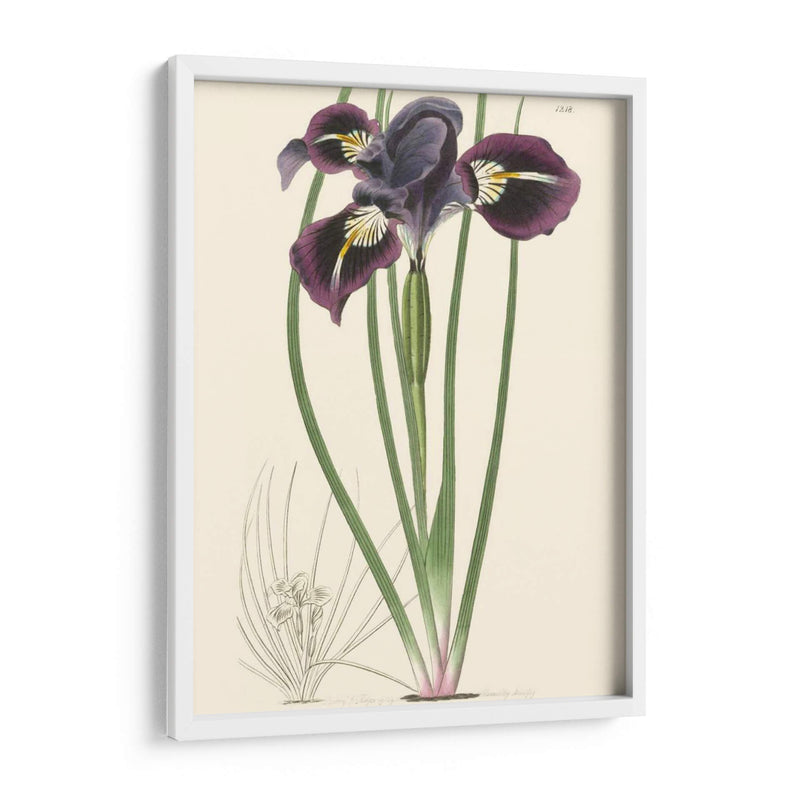 Elegante Iris Ii - Curtis | Cuadro decorativo de Canvas Lab