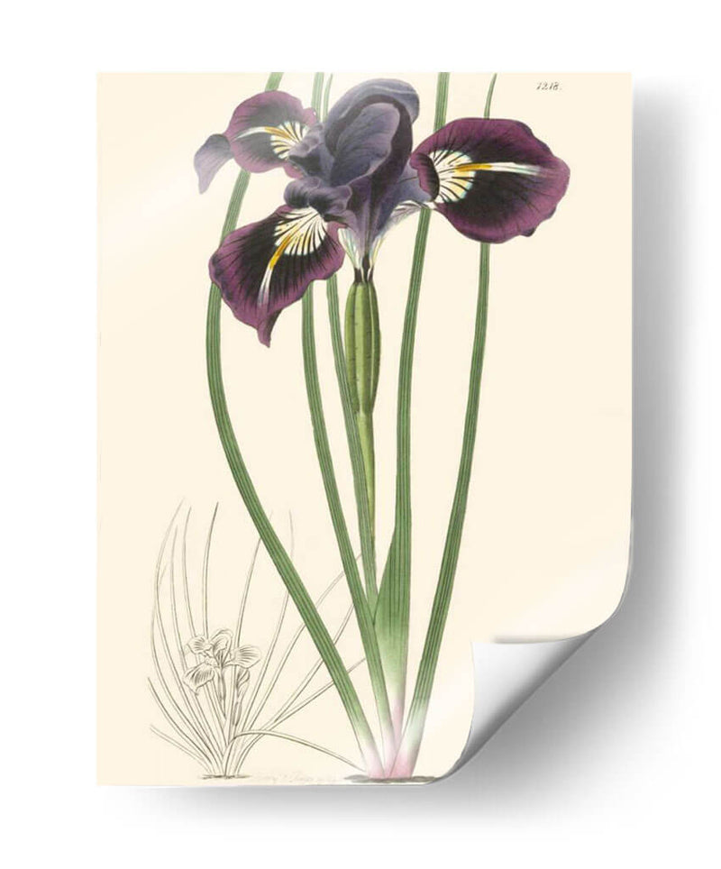 Elegante Iris Ii - Curtis | Cuadro decorativo de Canvas Lab