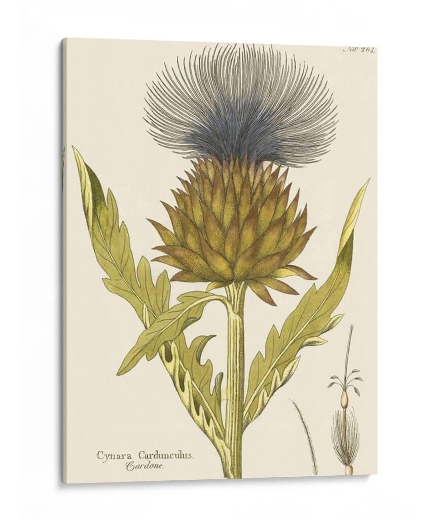 Cardon, Pl. 461 | Cuadro decorativo de Canvas Lab