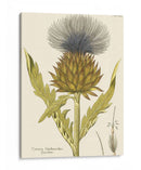 Cardon, Pl. 461 | Cuadro decorativo de Canvas Lab