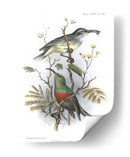 Pájaros En La Naturaleza I - J.C. Keulemans | Cuadro decorativo de Canvas Lab