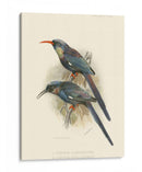 Pájaros En La Naturaleza Iii - J.C. Keulemans | Cuadro decorativo de Canvas Lab