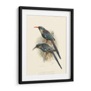 Pájaros En La Naturaleza Iii - J.C. Keulemans | Cuadro decorativo de Canvas Lab