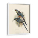 Pájaros En La Naturaleza Iii - J.C. Keulemans | Cuadro decorativo de Canvas Lab