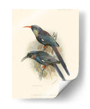 Pájaros En La Naturaleza Iii - J.C. Keulemans | Cuadro decorativo de Canvas Lab