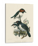 Pájaros En La Naturaleza Iv - J.C. Keulemans | Cuadro decorativo de Canvas Lab