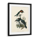 Pájaros En La Naturaleza Iv - J.C. Keulemans | Cuadro decorativo de Canvas Lab