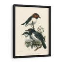 Pájaros En La Naturaleza Iv - J.C. Keulemans | Cuadro decorativo de Canvas Lab