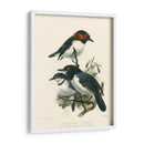 Pájaros En La Naturaleza Iv - J.C. Keulemans | Cuadro decorativo de Canvas Lab