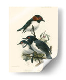 Pájaros En La Naturaleza Iv - J.C. Keulemans | Cuadro decorativo de Canvas Lab