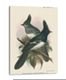 Pájaros En La Naturaleza V - J.C. Keulemans | Cuadro decorativo de Canvas Lab