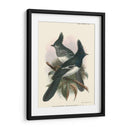 Pájaros En La Naturaleza V - J.C. Keulemans | Cuadro decorativo de Canvas Lab