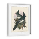 Pájaros En La Naturaleza V - J.C. Keulemans | Cuadro decorativo de Canvas Lab